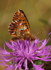 Boloria aquilonaris