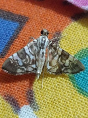 Chabula acamasalis