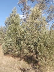 Callitris glaucophylla