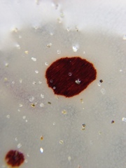 Desmonema gaudichaudi
