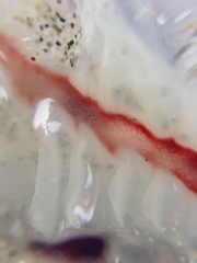 Desmonema gaudichaudi