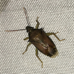 Heteroptera