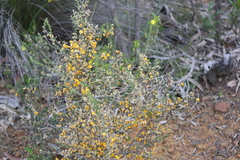 Pultenaea largiflorens