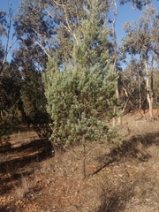 Callitris glaucophylla