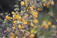 Pultenaea largiflorens