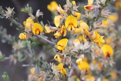 Pultenaea largiflorens