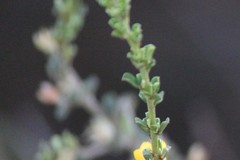 Pultenaea largiflorens