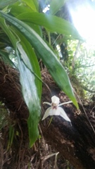 Coelogyne guamensis