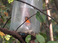 Fringilla montifringilla