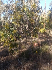 Acacia pycnantha