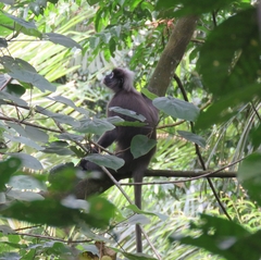 Trachypithecus obscurus