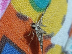 Chabula acamasalis