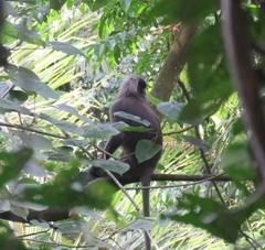 Trachypithecus obscurus