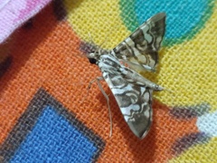 Chabula acamasalis