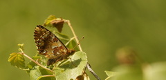 Boloria aquilonaris