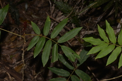 Austrosteenisia glabristyla