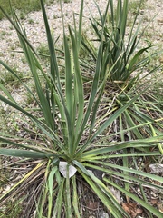 Yucca louisianensis