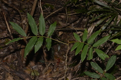 Austrosteenisia glabristyla