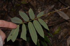 Austrosteenisia glabristyla
