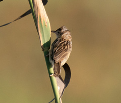 Cisticola juncidis