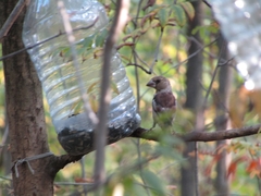 Coccothraustes coccothraustes