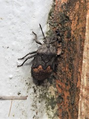 Megymenum brevicorne