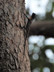 Draco maculatus haasei