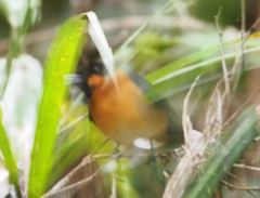 Symposiachrus trivirgatus