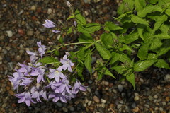 Campanula lactiflora