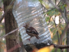 Coccothraustes coccothraustes