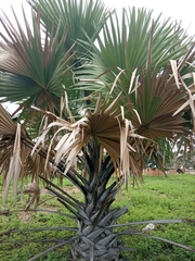 Arecaceae