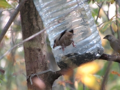 Coccothraustes coccothraustes