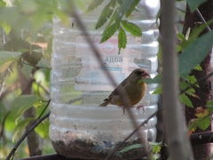 Coccothraustes coccothraustes