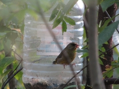 Coccothraustes coccothraustes