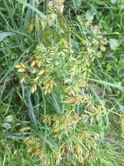 Chaerophyllum bulbosum