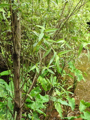 Firmiana danxiaensis