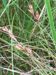 Carex caryophyllea