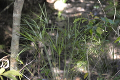 Cyperus filipes
