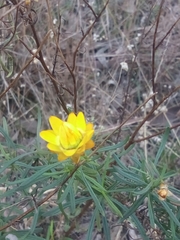 Xerochrysum viscosum