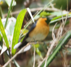 Symposiachrus trivirgatus