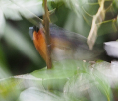 Symposiachrus trivirgatus