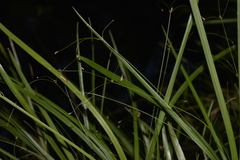 Cyperus filipes
