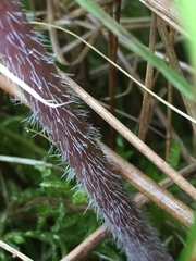 Chaerophyllum bulbosum