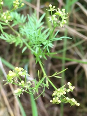 Chaerophyllum bulbosum