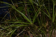 Cyperus filipes