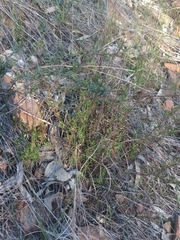 Gonocarpus elatus
