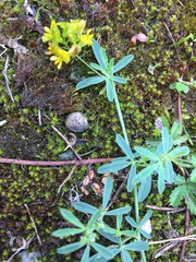 Medicago falcata