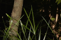 Cyperus filipes