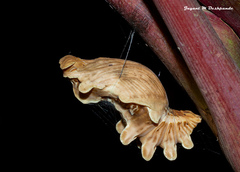 Pachliopta aristolochiae