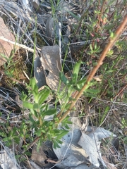 Gonocarpus elatus